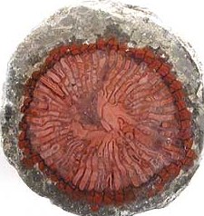 Indonesian Fossil Coral- tech info