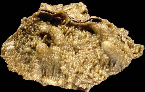 Indonesian Fossil Coral- tech info